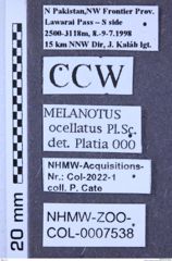 Etiketten zu Melanotus ocellatus (NHMW-ZOO-COL-0007538)